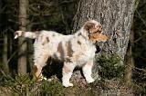 BERGER AUSTRALIEN PUPPIES 604